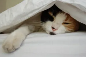 How to find a cattery