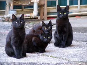 Black Cats