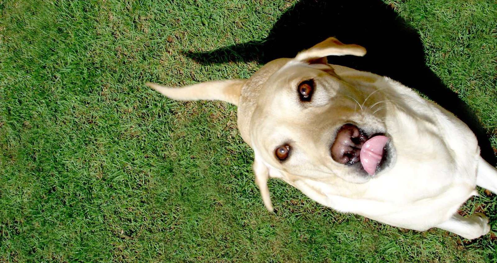 A happy yellow Labrador looking up from the grass