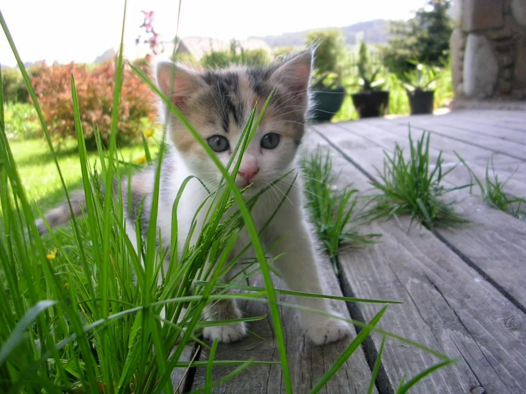 Small cats and kittens are especially vulnerable to kennel cough